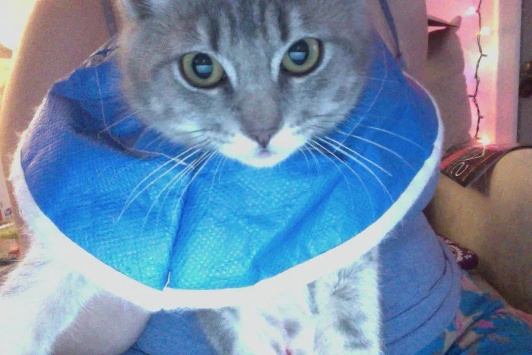 Peanut in her Cone