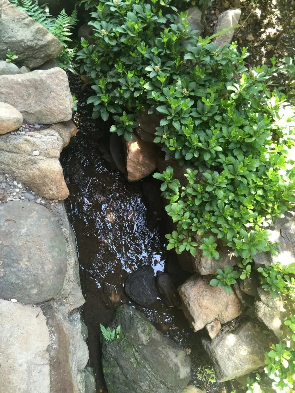 Shofuso Japanese House and Garden Recap
