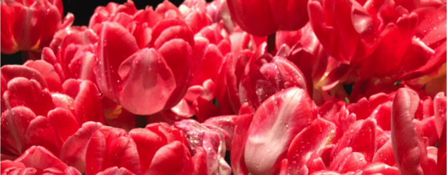 Philadelphia Flower Show! on Katie Crafts; https://www.katiecrafts.com