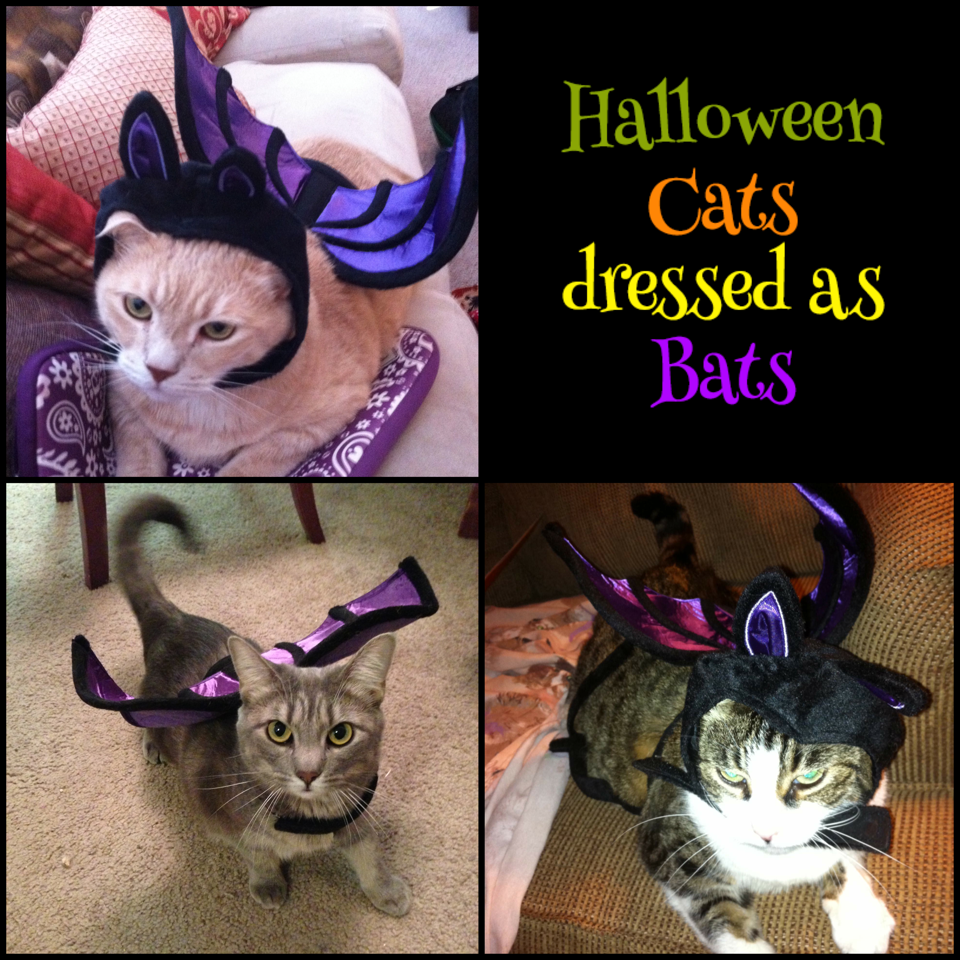 Throwback Thursday: Halloween Cats Dressed As Bats on Katie Crafts; https://www.katiecrafts.com