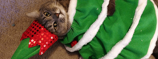 Wordless Wednesday: Christmas Kitties on Katie Crafts; https://www.katiecrafts.com