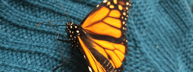 Wordless Wednesday: Butterfly on Katie Crafts; https://www.katiecrafts.com