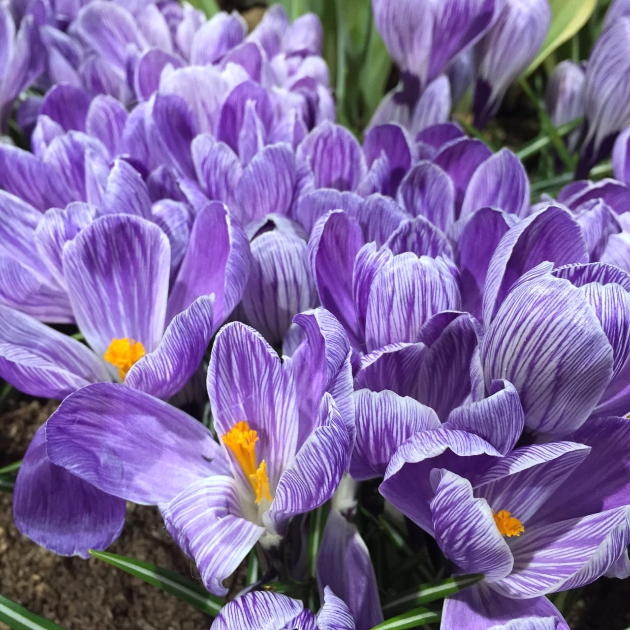 Wordless Wednesday: Crocus Vernus on Katie Crafts; https://www.katiecrafts.com