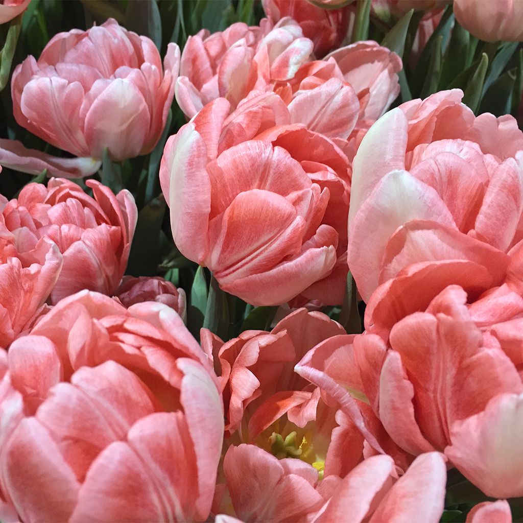 Wordless Wednesday: Pink Tulips on Katie Crafts; https://www.katiecrafts.com