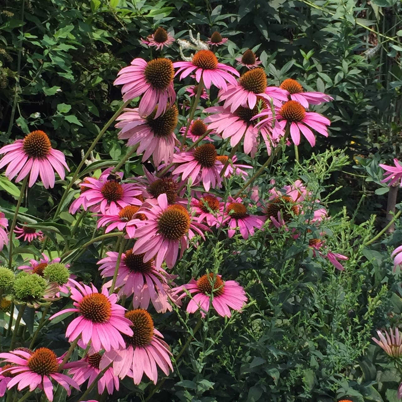 Wordless Wednesday: Wild Echinacea on Katie Crafts; https://www.katiecrafts.com