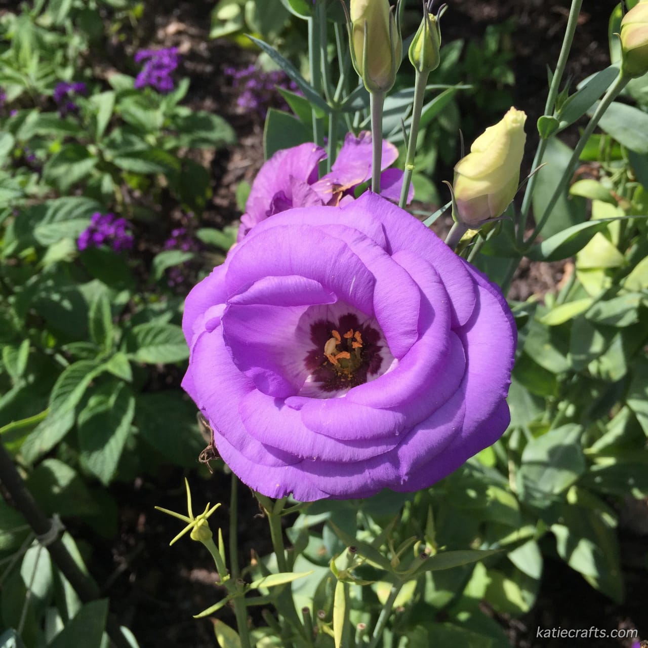 Wordless Wednesday: Eustoma on Katie Crafts; https://www.katiecrafts.com