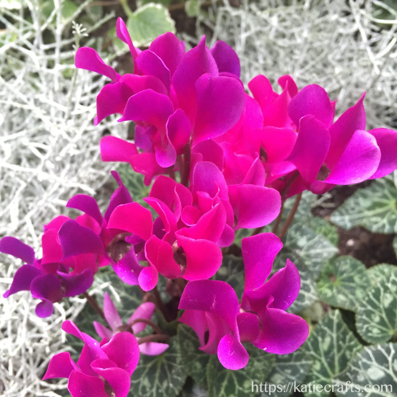 Wordless Wednesday: Cyclamen on Katie Crafts; https://www.katiecrafts.com