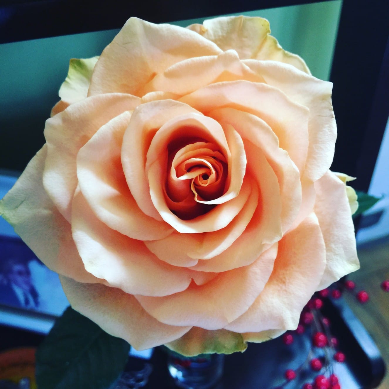 Wordless Wednesday: Peach Rose on Katie Crafts; https://www.katiecrafts.com